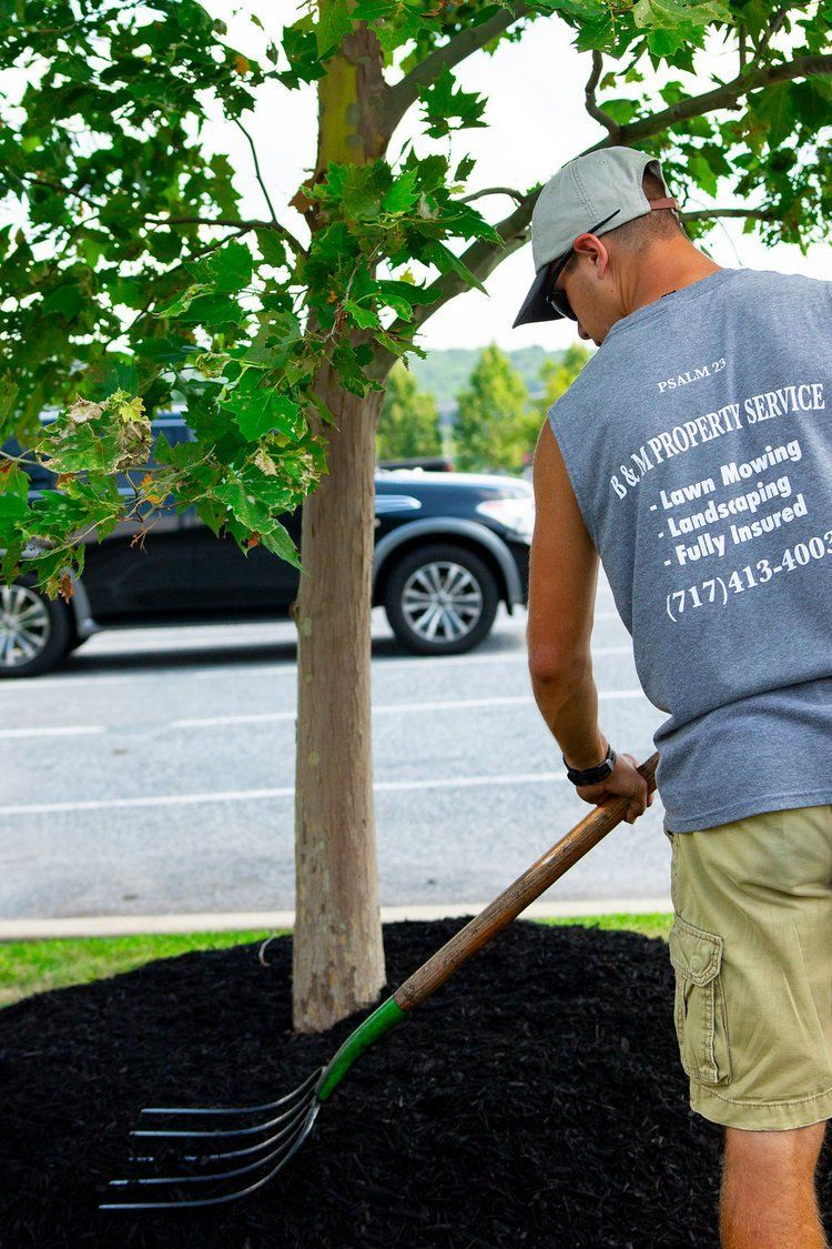 A man is raking mulch in front of a tree in a parking lot.