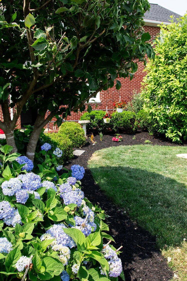 A garden with blue flowers and a tree in front of a brick house.
