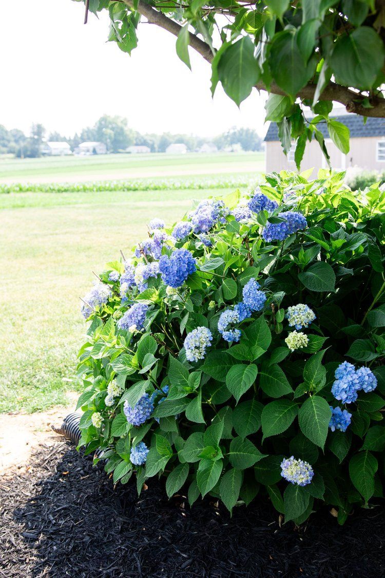 A bush with blue and white flowers and green leaves