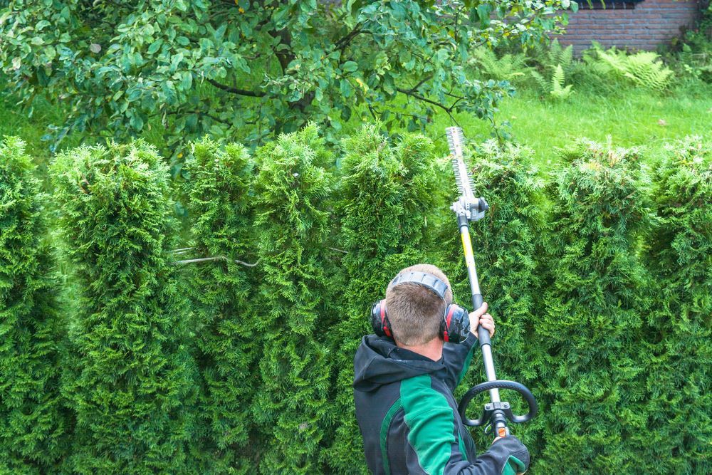 Person Trimming a Tall Green Hedge With a Long-handled Trimmer — Aussie Tree Service & Maintenance in Tamworth, NSW
