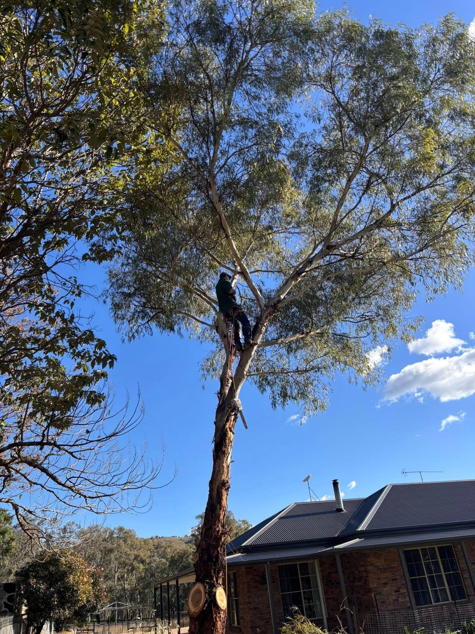 A tree trimmer in a tree, with house in background, blue sky — Aussie Tree Service & Maintenance in Tamworth, NSW