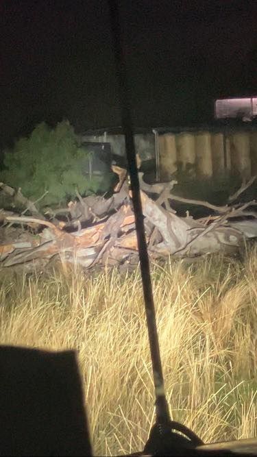 A Tree Branch at night — Aussie Tree Service & Maintenance in Tamworth, NSW