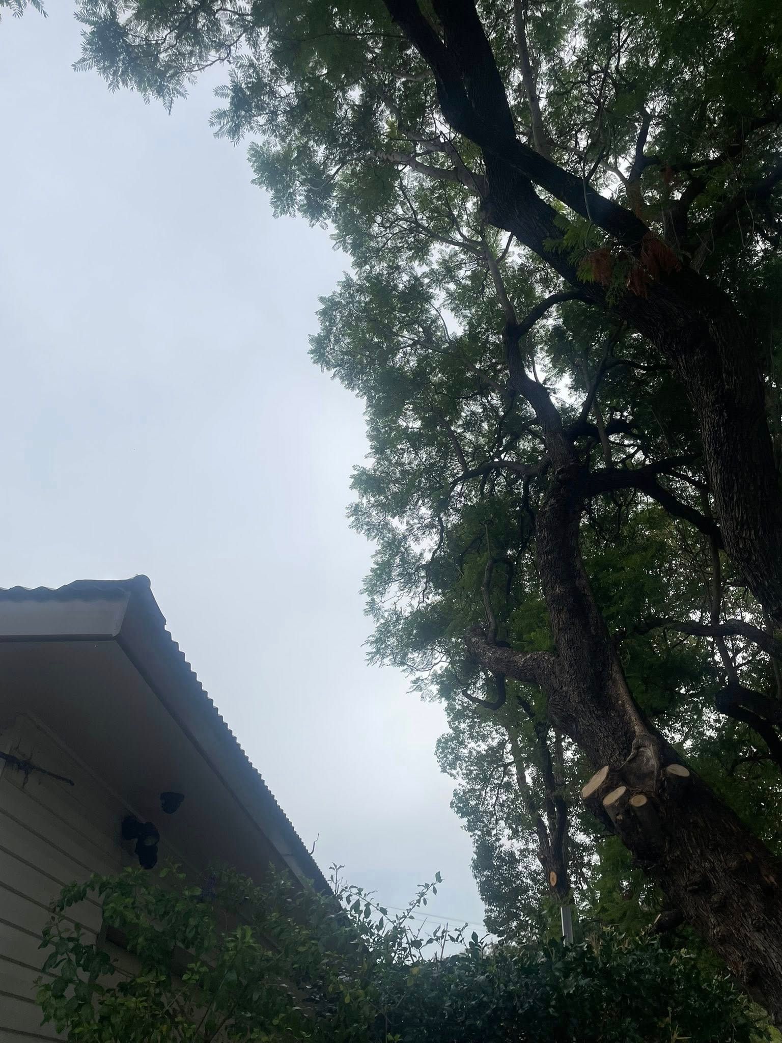 Tree With Dark Trunk and Green Leaves — Aussie Tree Service & Maintenance in Tamworth, NSW