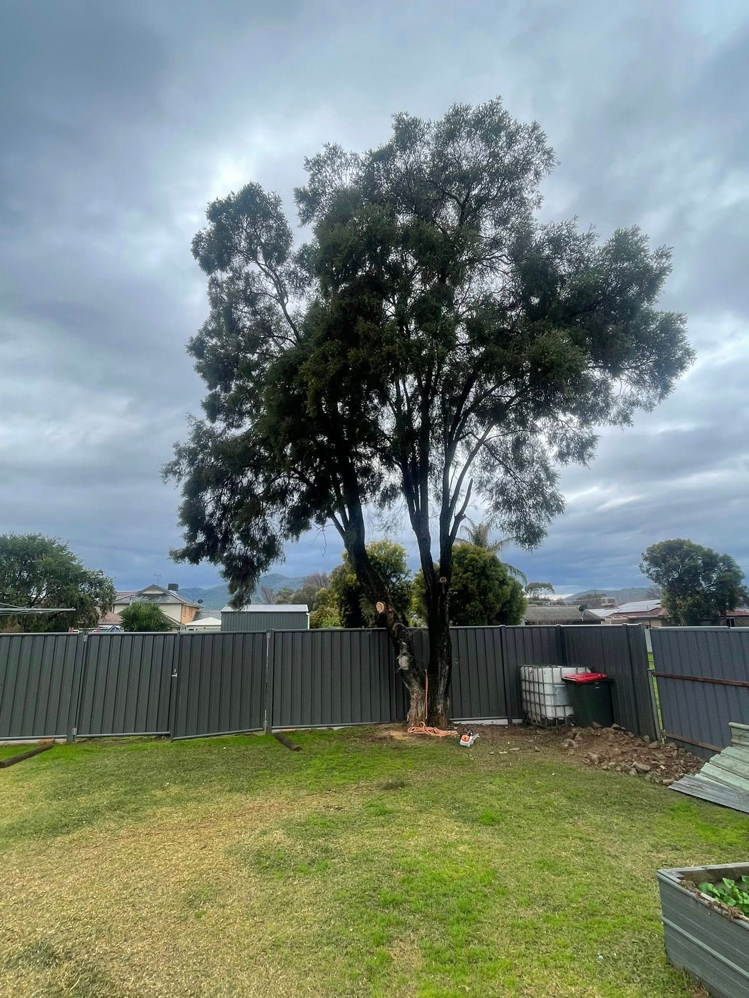 Tree partially cut down behind a gray fence in a backyard with green grass under a cloudy sky — Aussie Tree Service & Maintenance in Tamworth, NSW