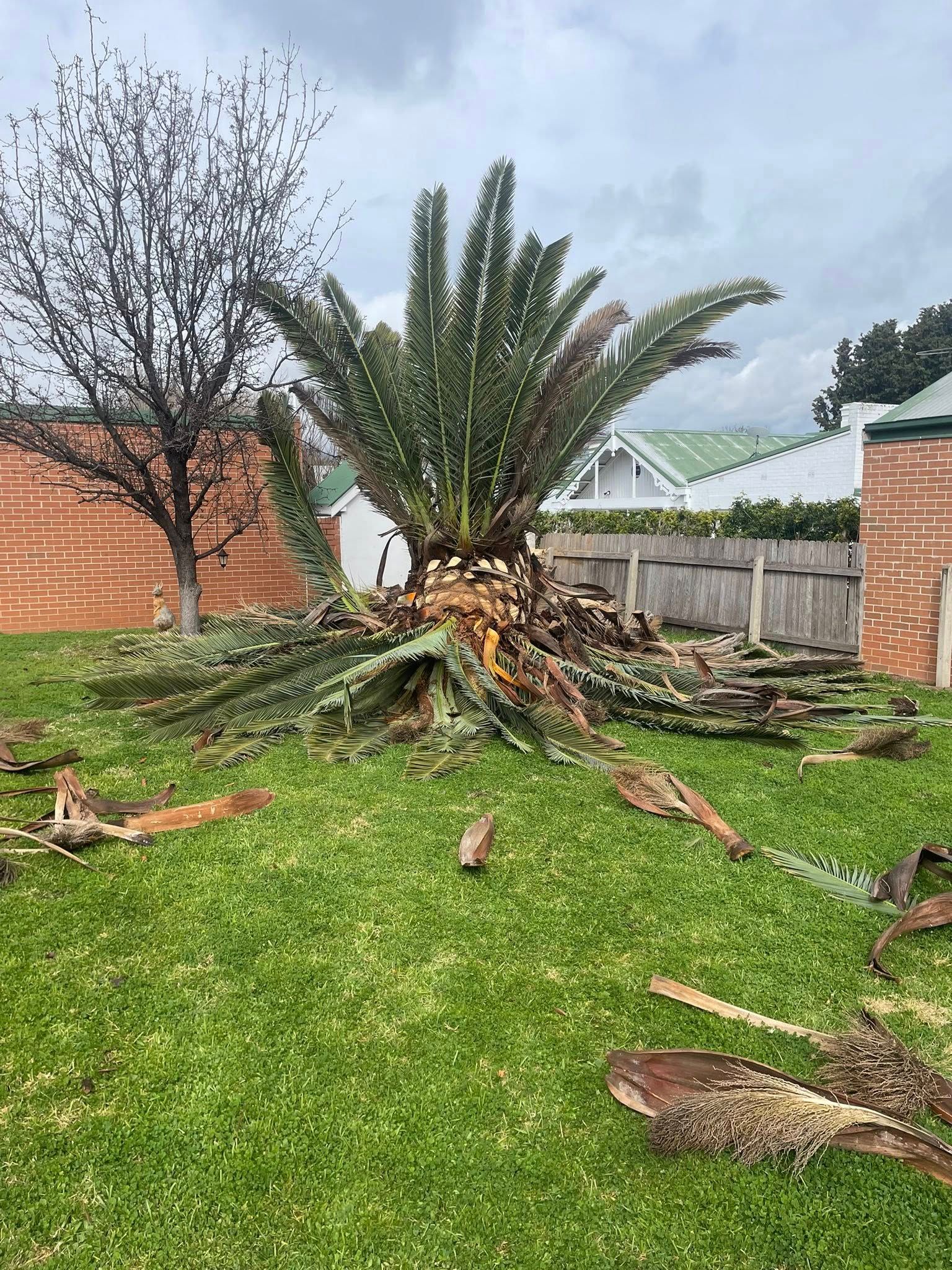 Palm Tree With Fallen Fronds on a Green Lawn — Aussie Tree Service & Maintenance in Tamworth, NSW