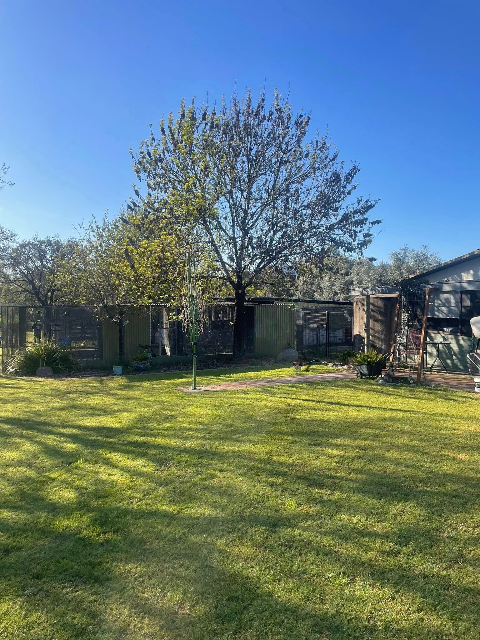 Green backyard with a tree and a fence against a clear blue sky.  Aussie Tree Service & Maintenance in Tamworth, NSW