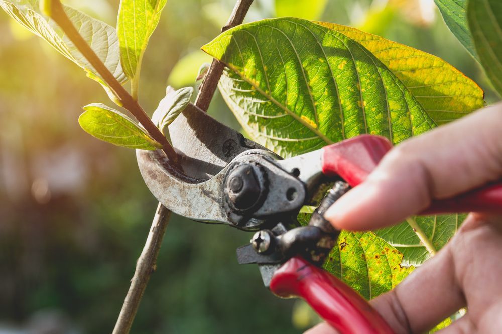 Person Pruning a Plant Branch with Red Handled Shears — Aussie Tree Service & Maintenance in Tamworth, NSW