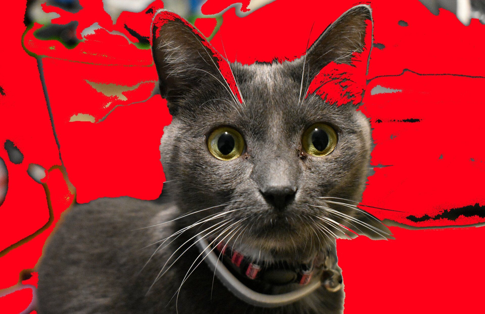 Image of a cat with a red background