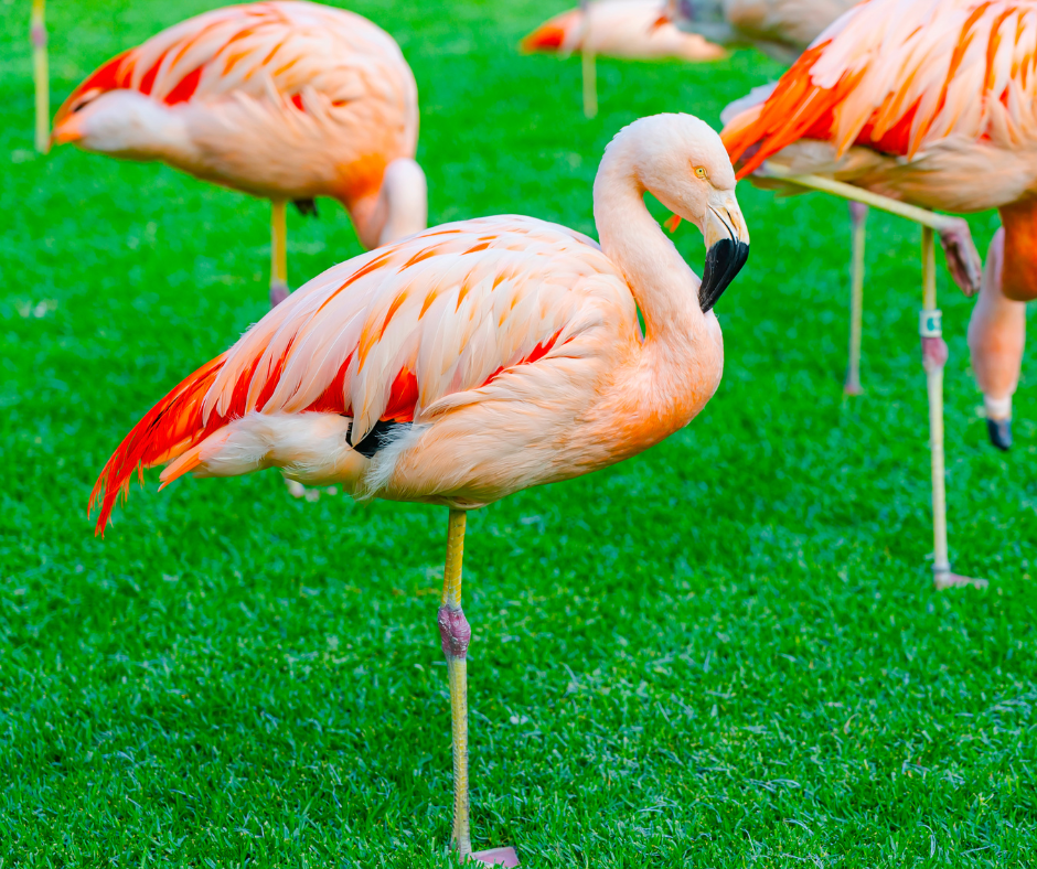 Flamingo balancing on one foot