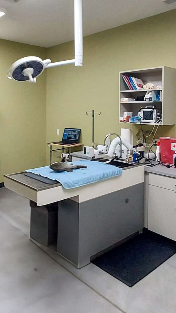 A veterinary examination room with a patient on a metal table, overhead surgical light, and medical equipment on shelves.