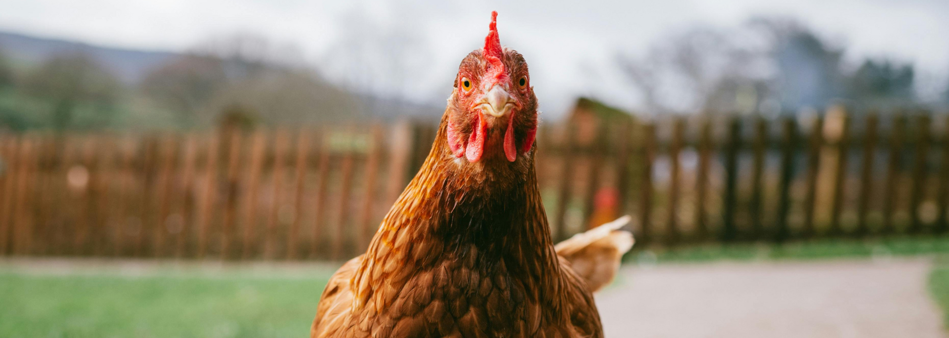 Close-up of a brown chicken standing in a grassy yard with a blurred fence and trees behind it