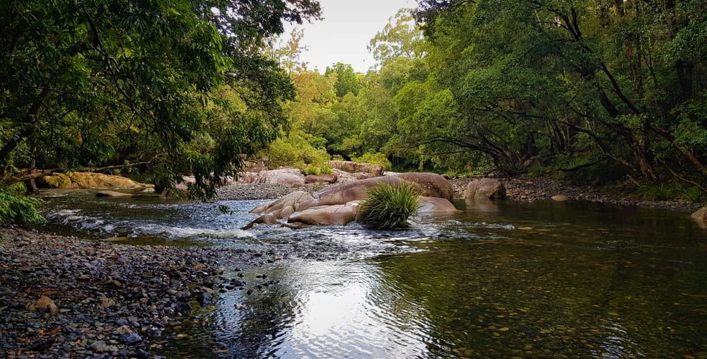 A River Flowing Through A Lush Green Forest Surrounded By Trees And Rocks — Solitary Island Pools in Bellingen, NSW