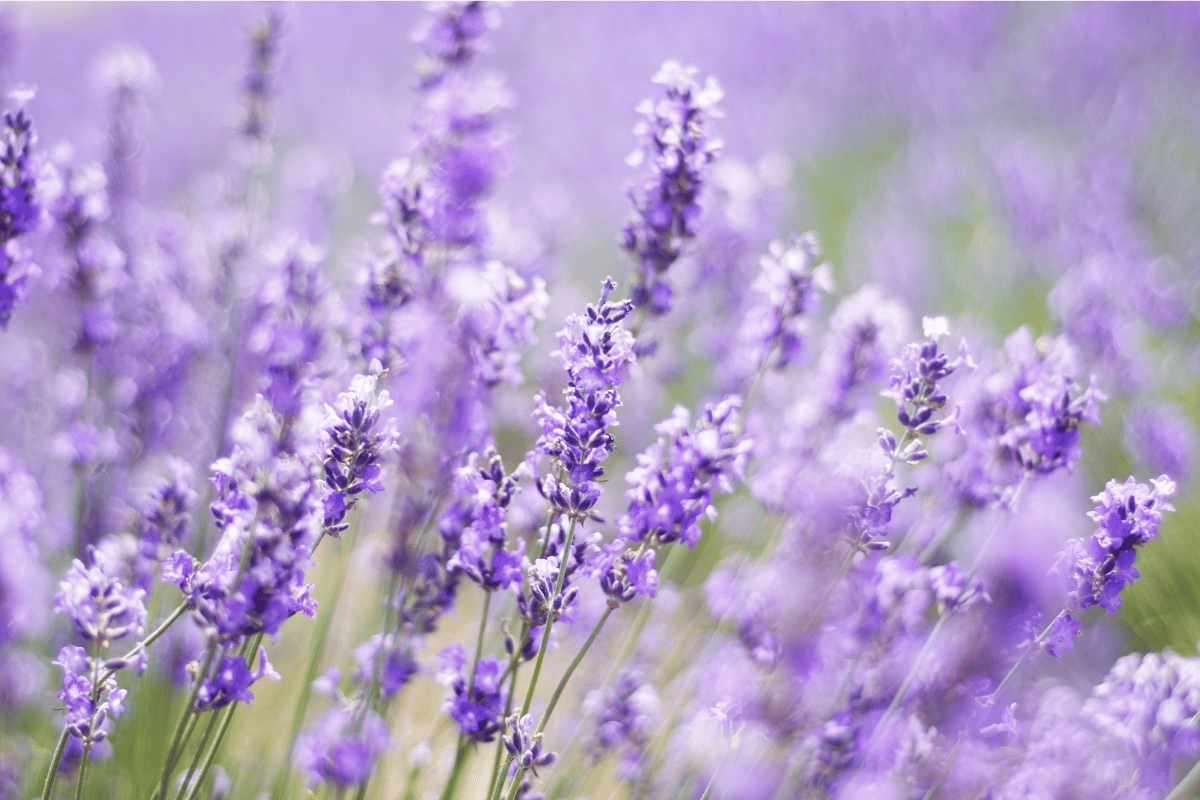 Field of lavender flowers in shades of purple, softly blurred, outdoors.