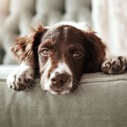 Puppy Classes