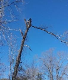 A person in blue clothing operates a chainsaw while perched high in the bare, forked trunk of a tall tree.