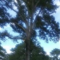 A low-angle view of a large deciduous tree with thick branches and green leaves against a bright, hazy blue sky.