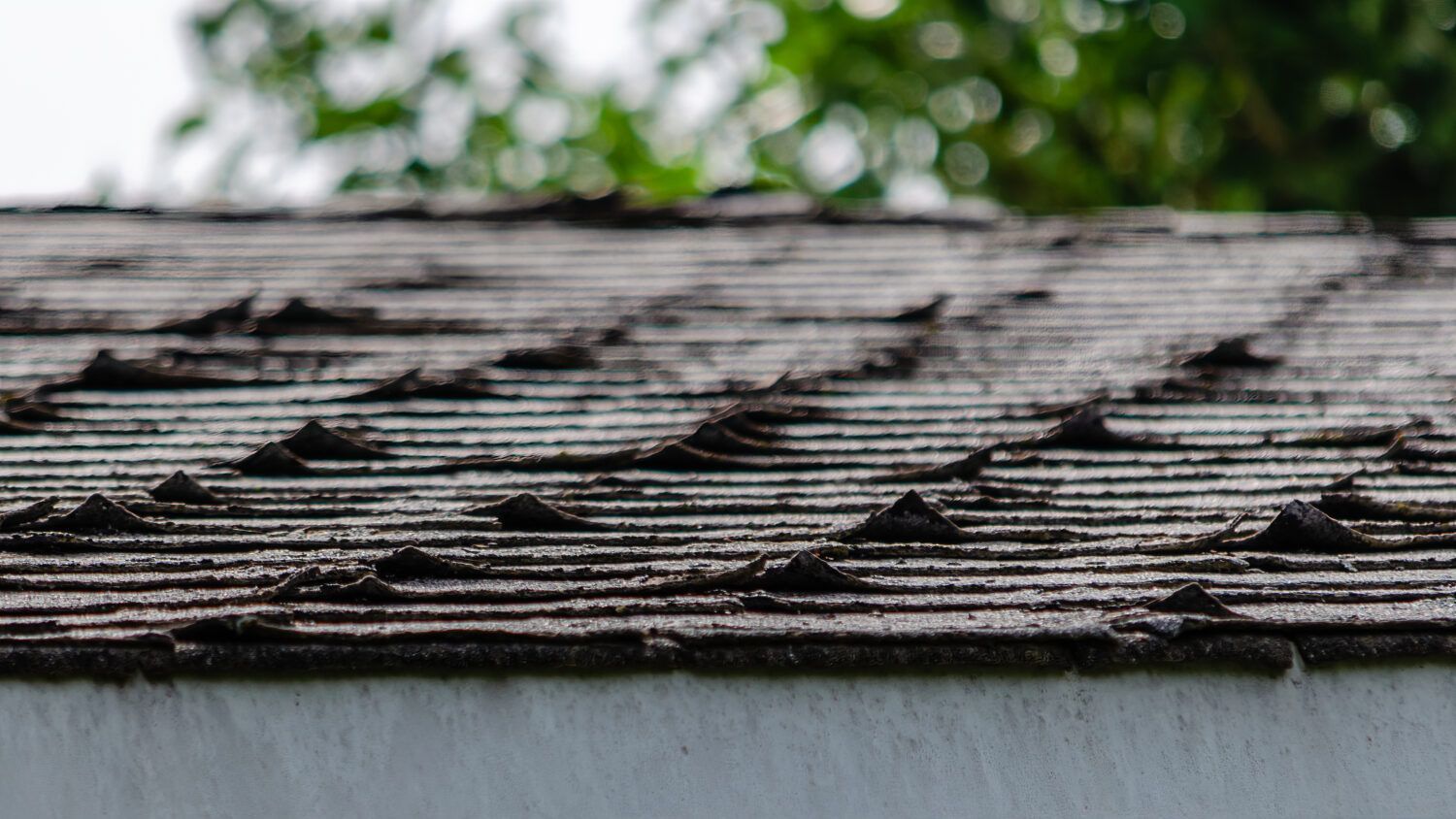 Close-up of weathered asphalt shingle roof. White trim below, blurred green foliage in background.