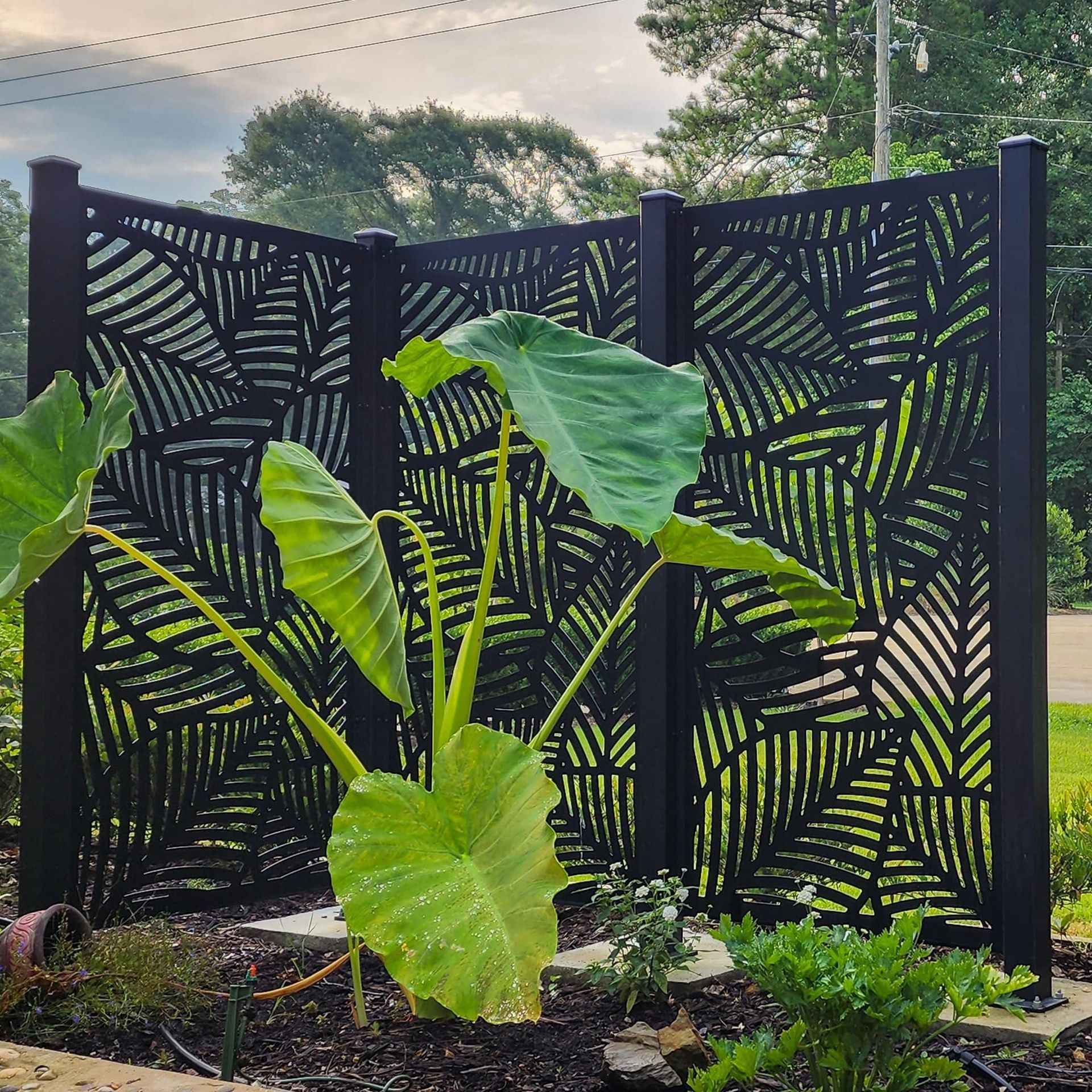 A large plant is growing in front of a black fence.