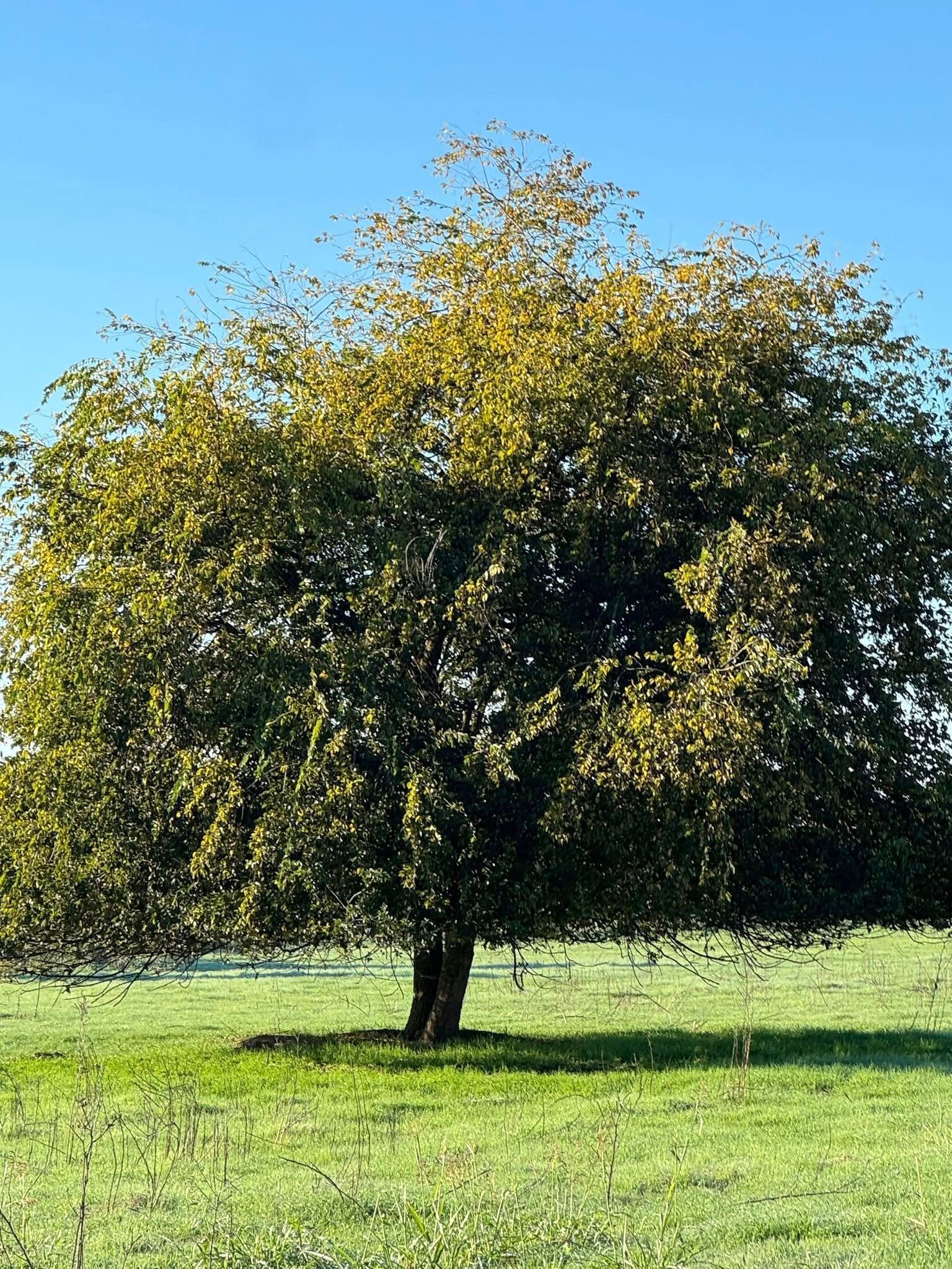 Tree with lush green foliage, standing in a grassy field under a clear blue sky.