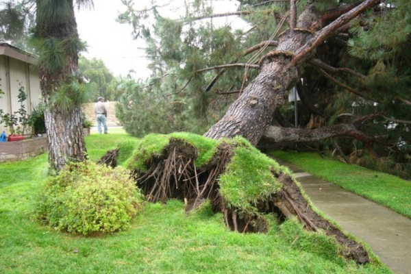 Hidden costs of delaying tree removal