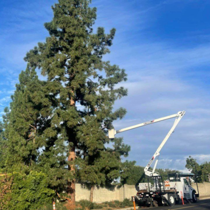 Tree Removal