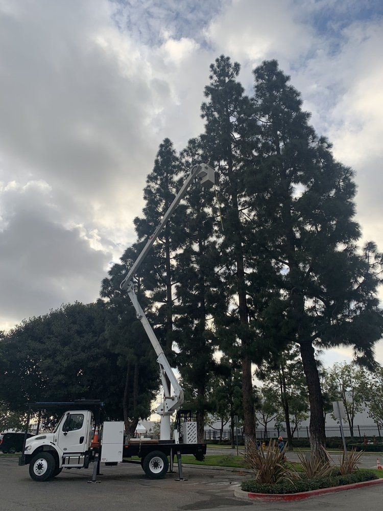 Tree Trimming