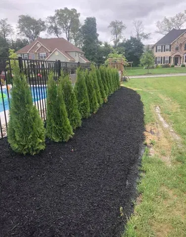 Row of green evergreen trees along a black mulch bed, next to a pool fence and grassy area.