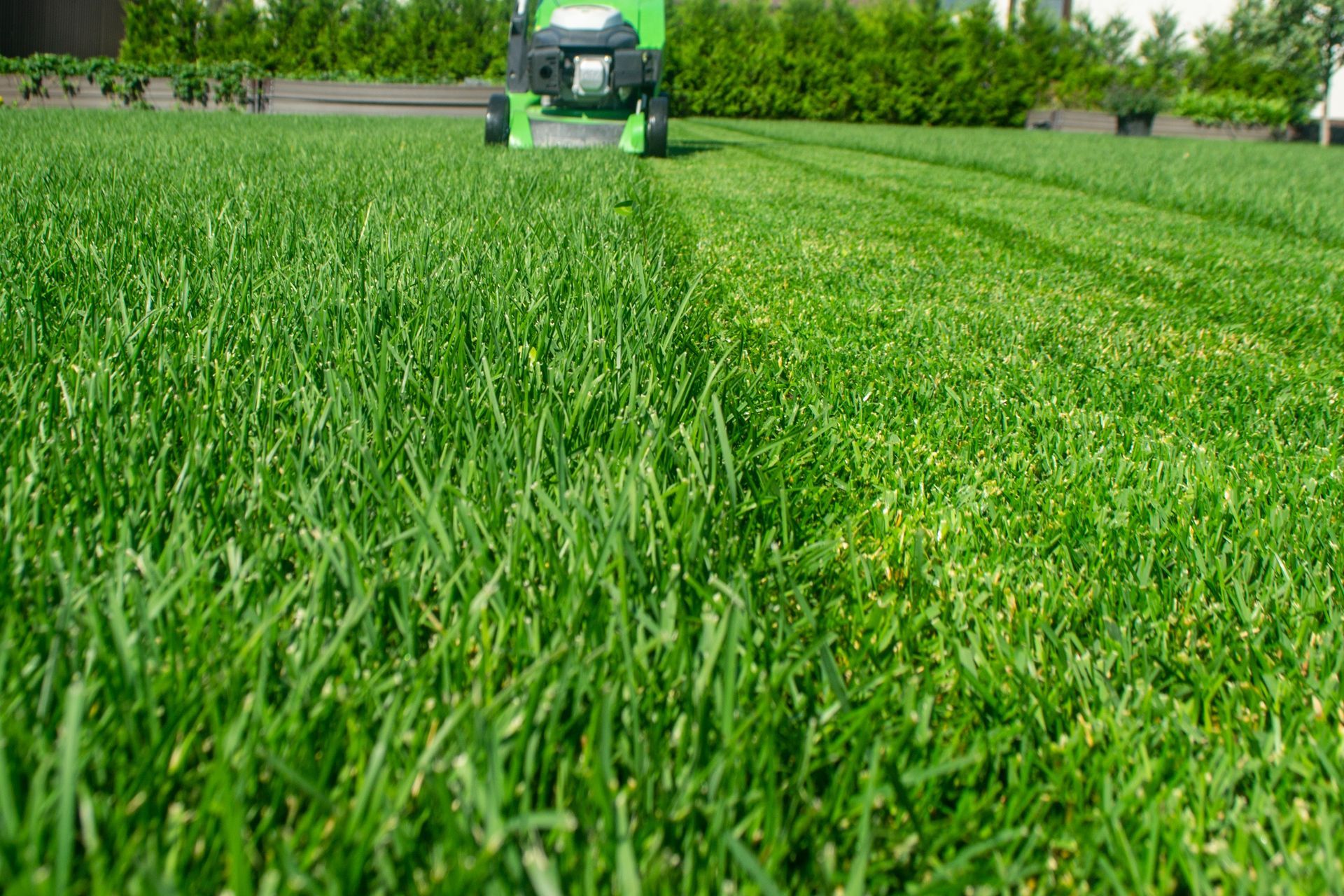 Lawn being mowed, showing a clear green-cut line, with a green lawnmower in operation.