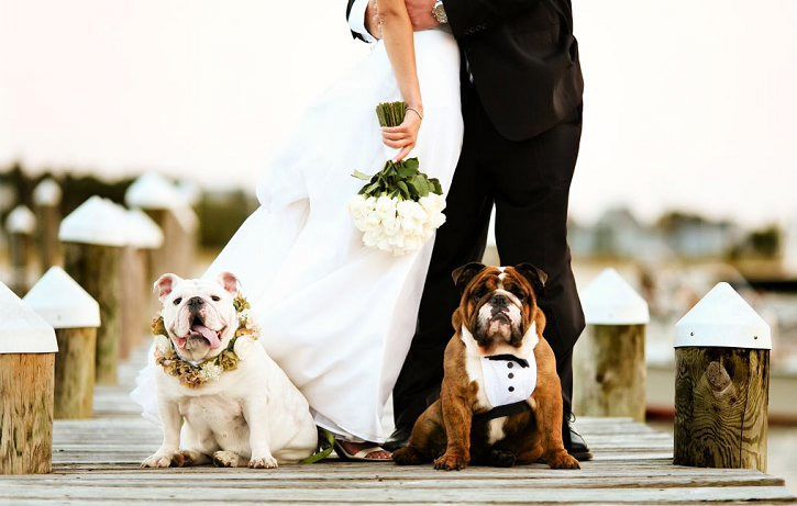 10 Ways to Include Your Pet On Your Wedding Day, Dog, pets at weddings