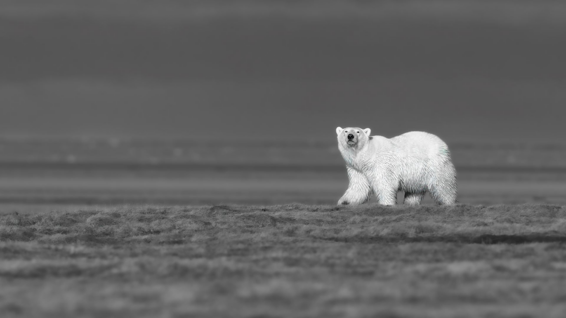 White polar bear standing on a flat, snowy landscape, facing the camera.