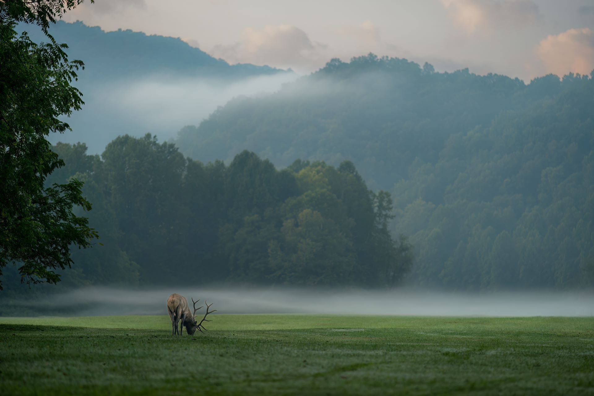 Misty green meadow with two horses near a lake and forested hills at dawn