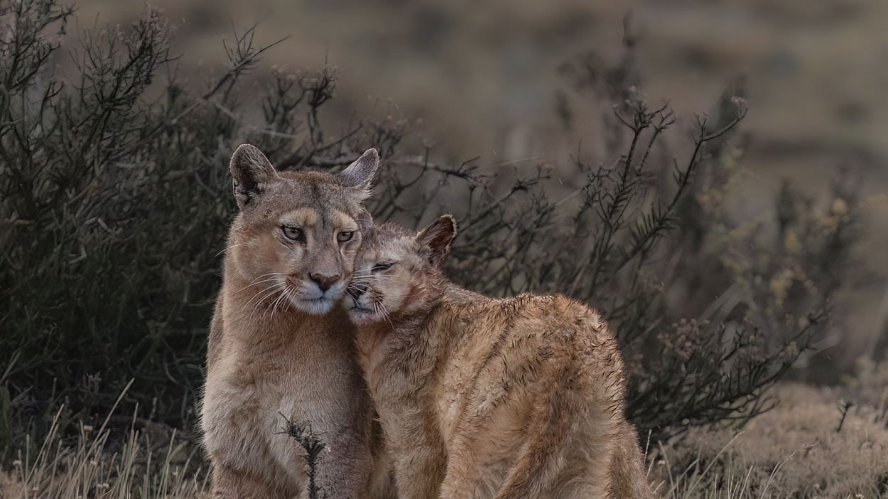 Two bobcats nuzzle in tall grass, one facing the camera in a natural field setting