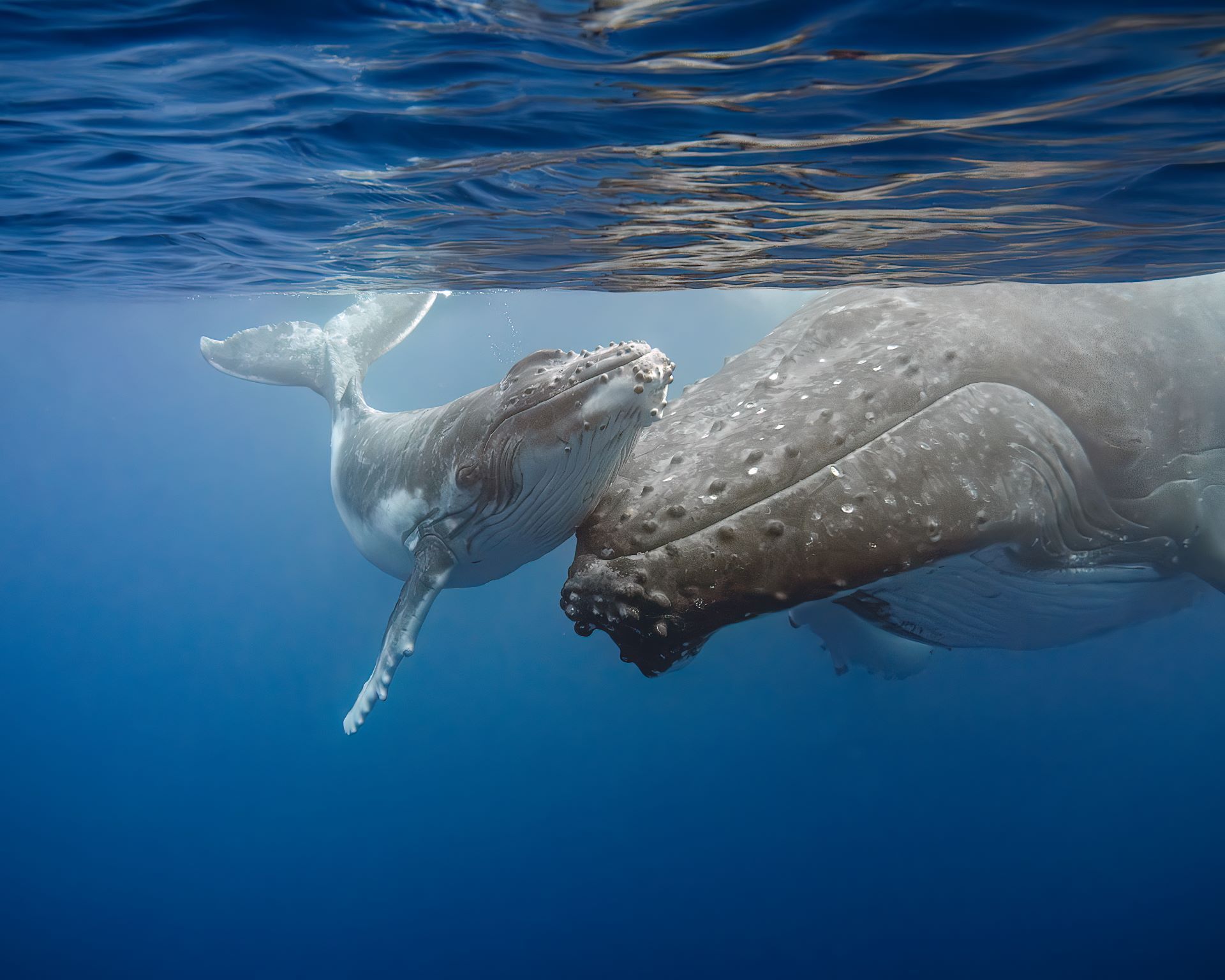 Humpback whale and calf swimming underwater in blue ocean near the surface