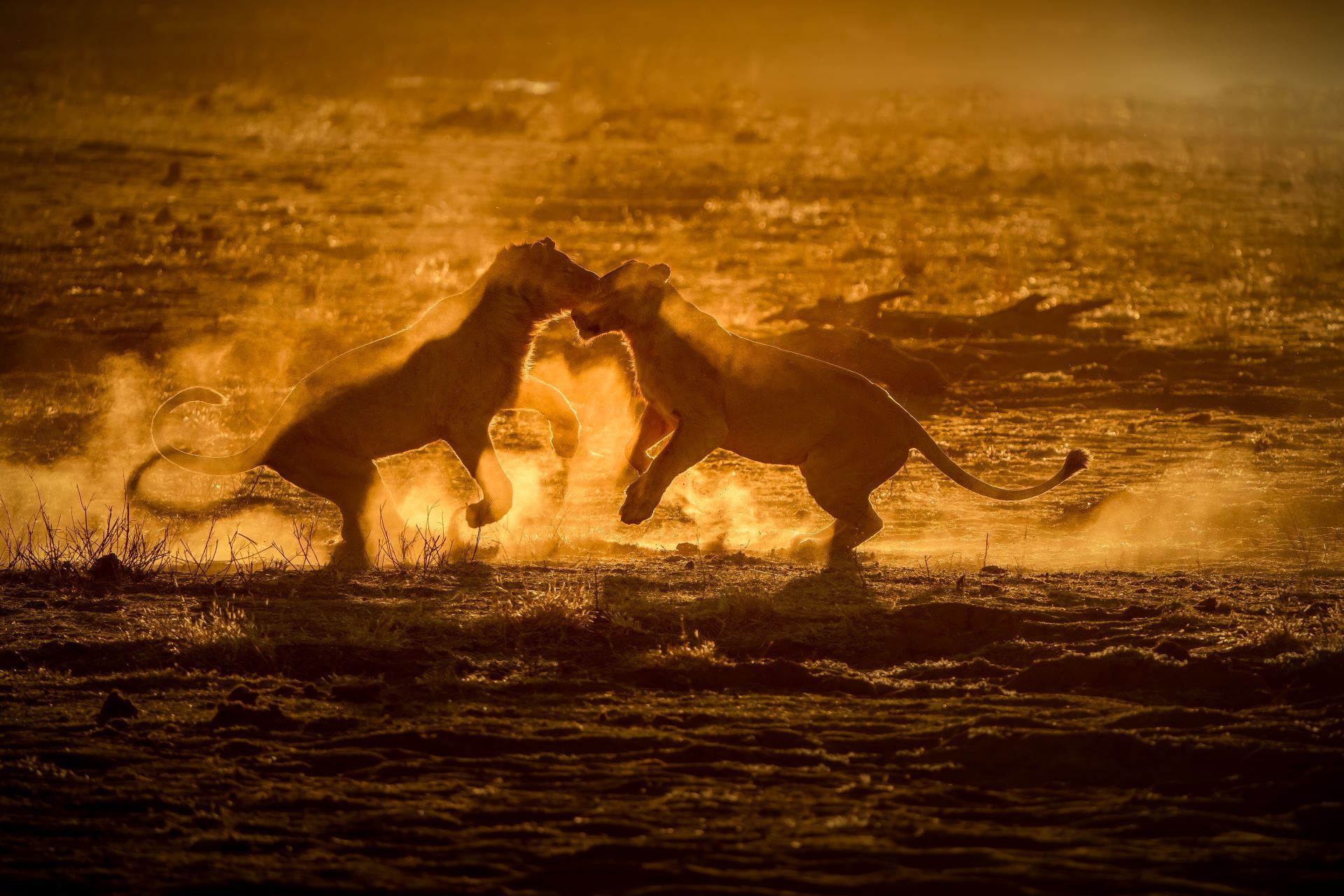 Two dolphins leaping through foamy waves at sunset, lit in warm golden light