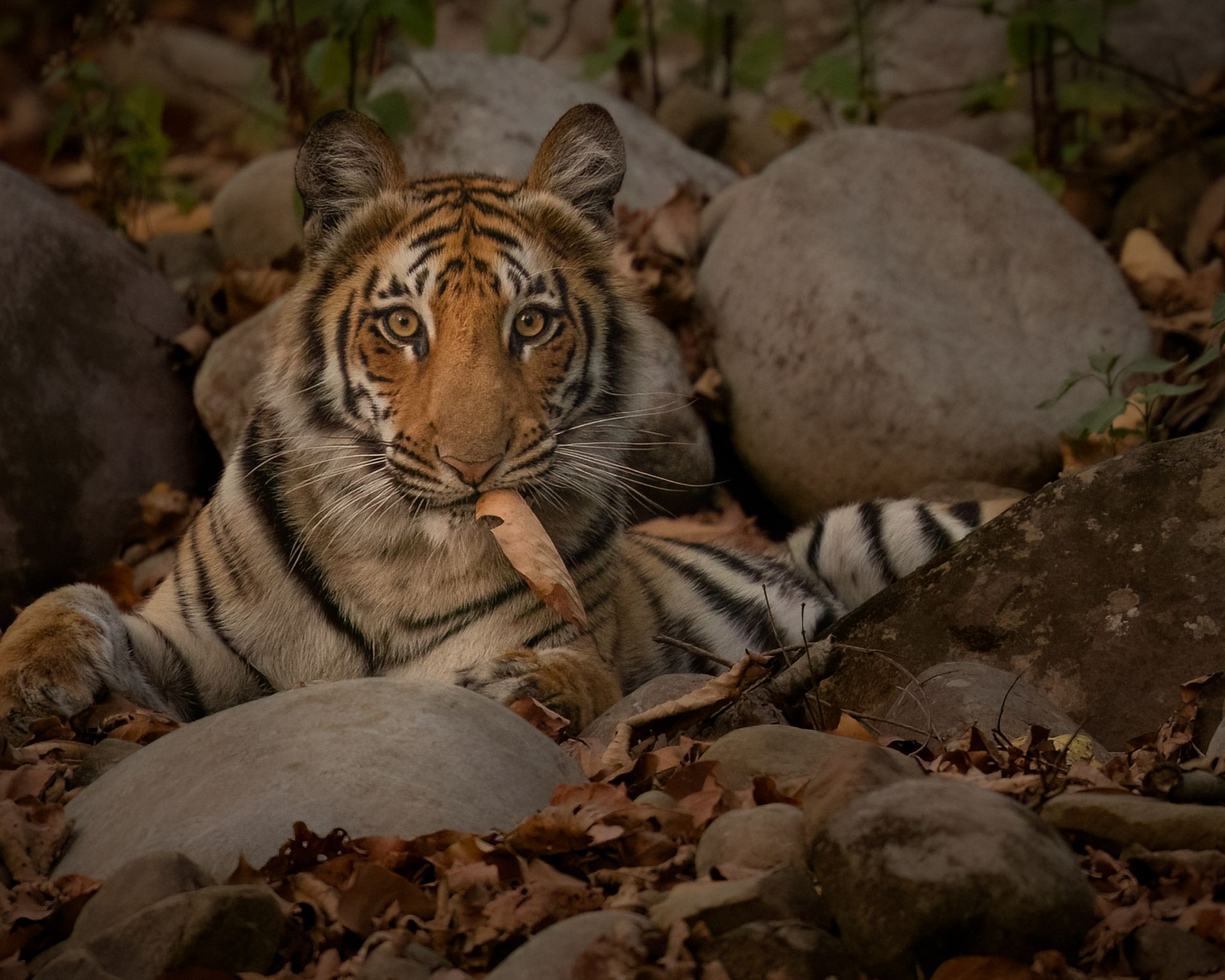Tiger resting among rocks in a forest, looking toward the camera.