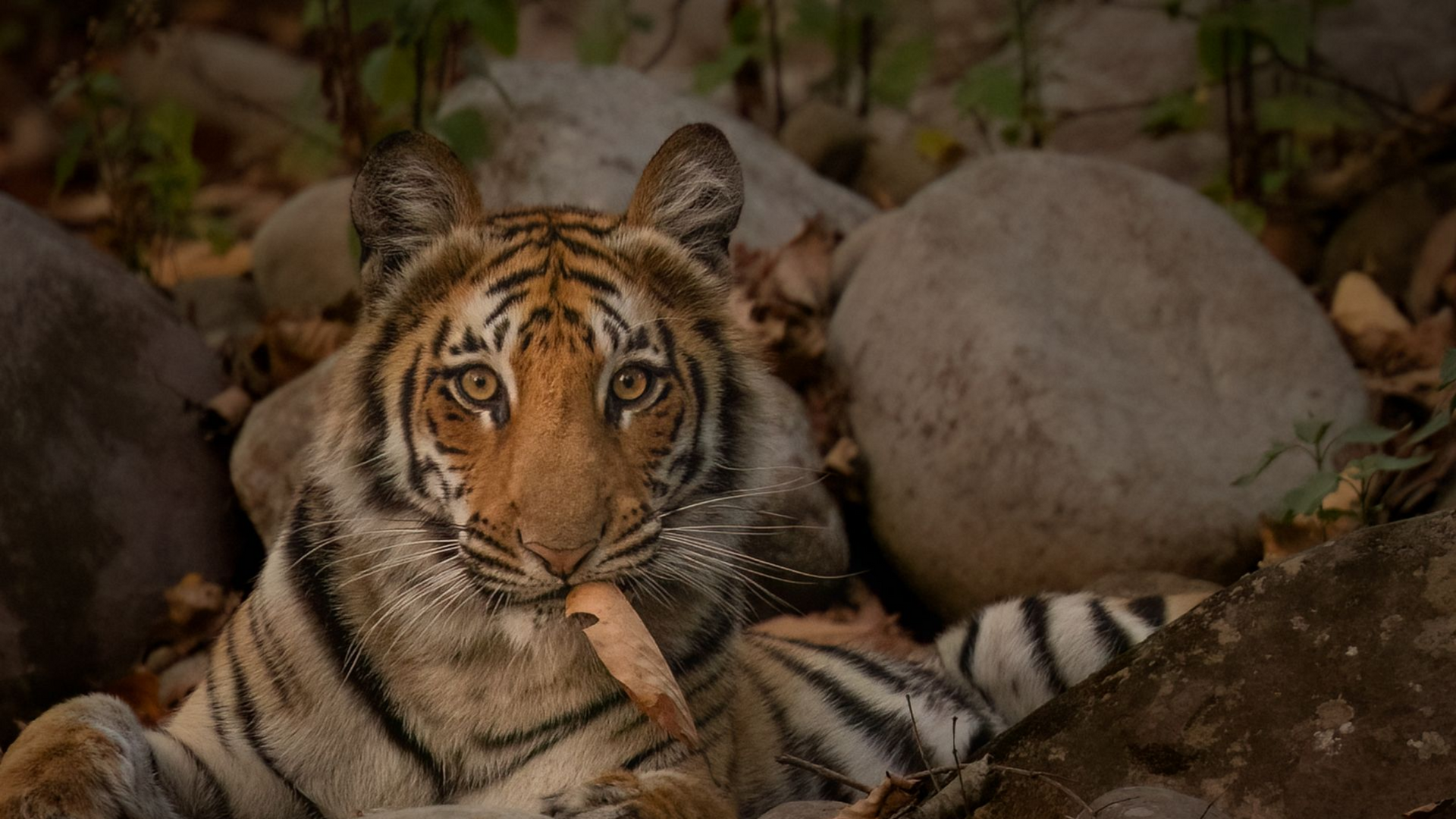 Tiger crouches at a muddy waterhole, drinking with its reflection visible.