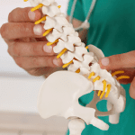 A person is holding a model of a human spine.