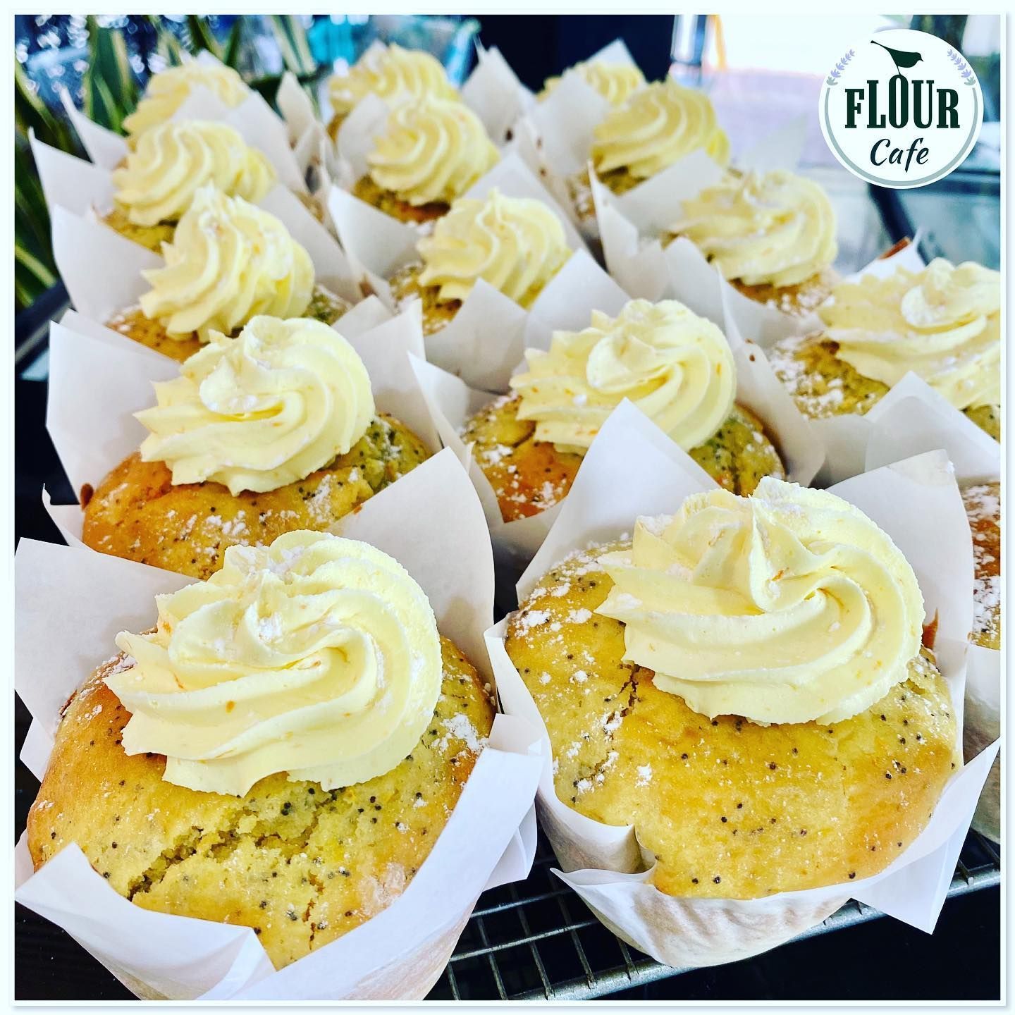 A Close-up of Poppy Seed Muffins in White Paper Cups — Flour in Yeppoon, QLD