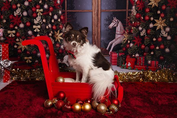 A small dog is sitting in a red sleigh in front of a christmas tree.