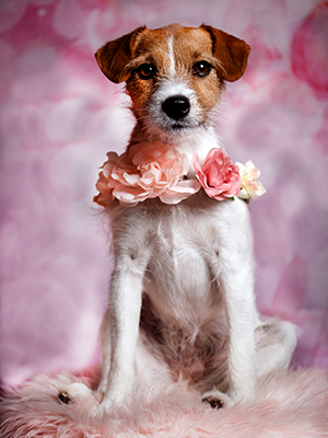 Pretty in pink studio pet portrait