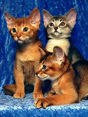 Cutesy kittens in-studio