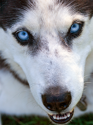 Mysterious wolf eyes