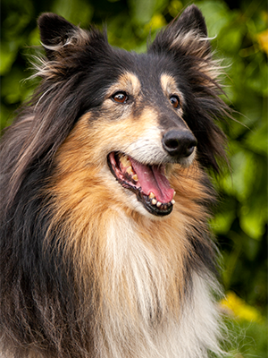 Beautiful long-haired pet