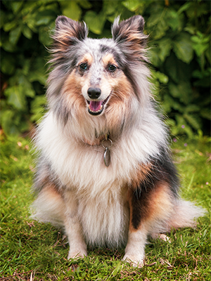 Fluffy dog companion