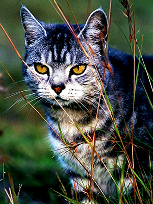 Striking cat prowling the grasslands