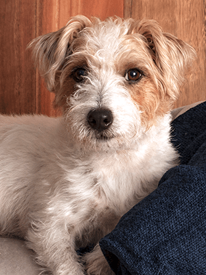 A memorable furbaby portrait