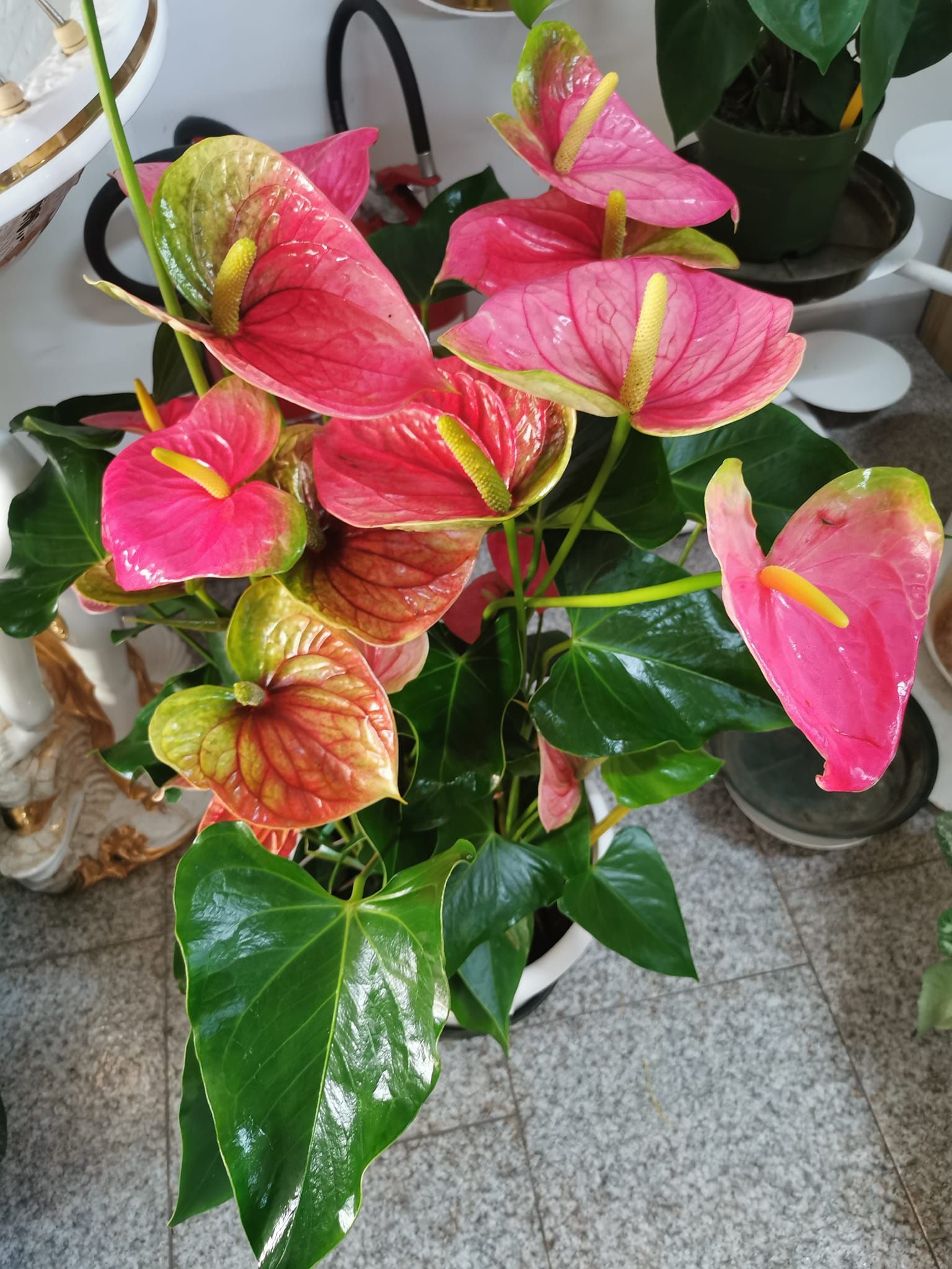 Fioraio D'Ambrogio, fiori e piante, idee regalo