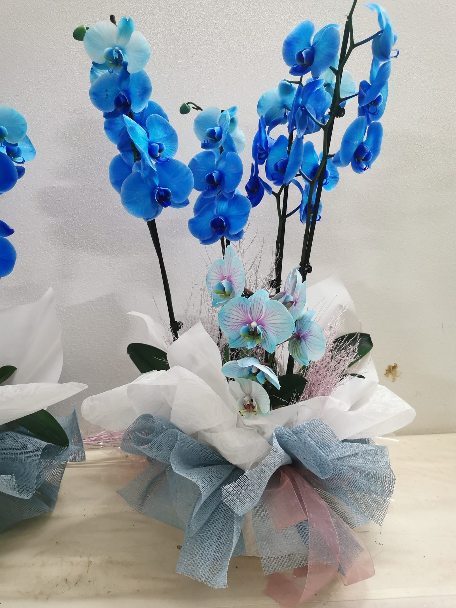 Fioraio D'Ambrogio, fiori e piante, idee regalo