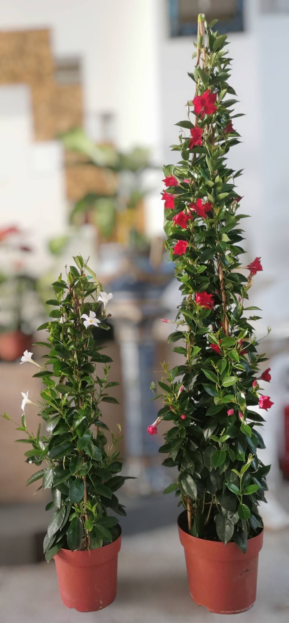 Fioraio D'Ambrogio, fiori e piante, idee regalo