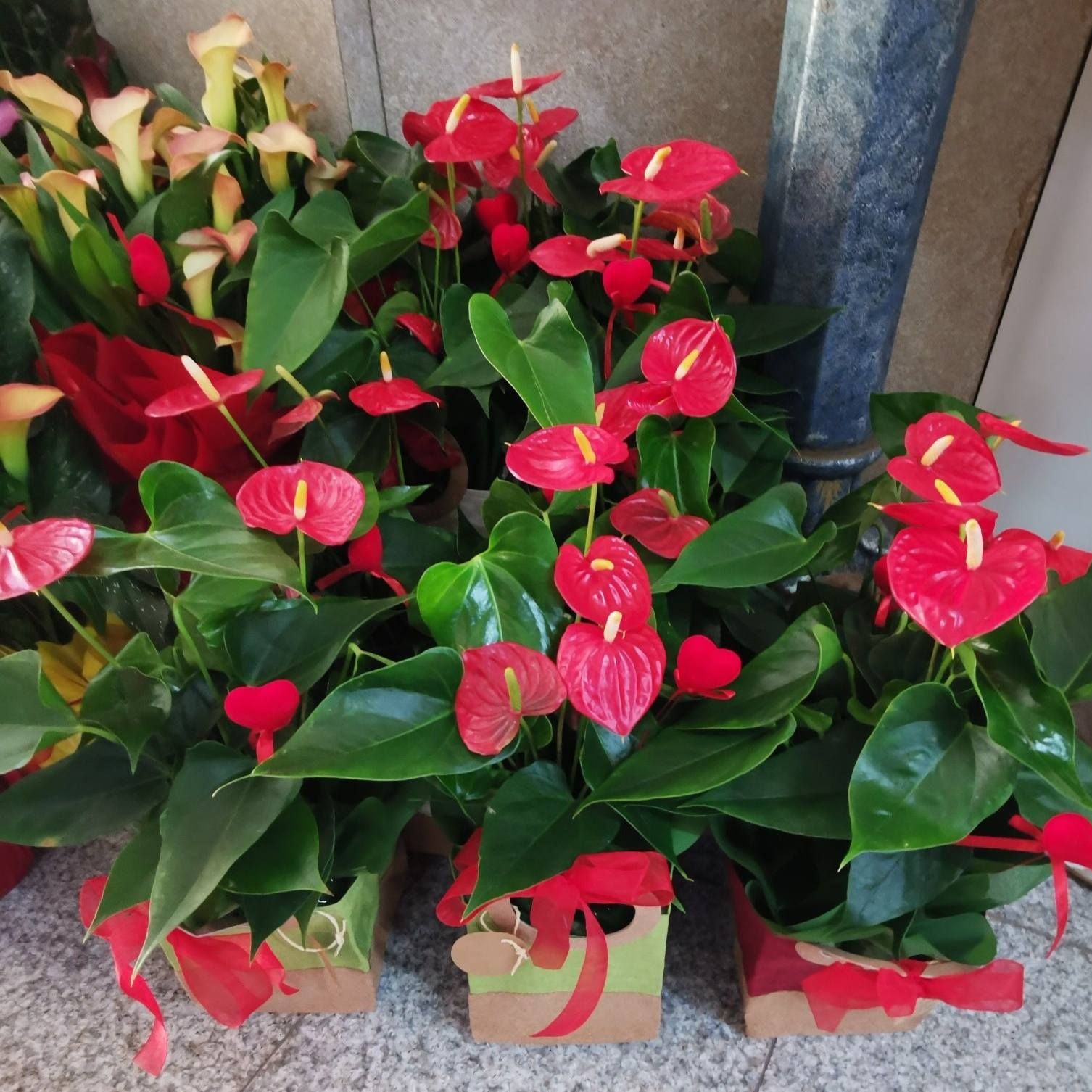 Fioraio D'Ambrogio, fiori e piante, idee regalo